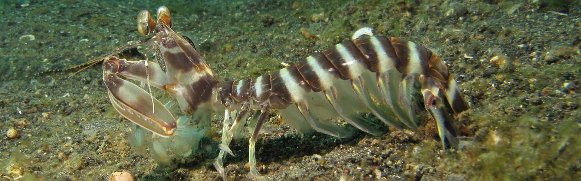 lysiosquillina-maculata